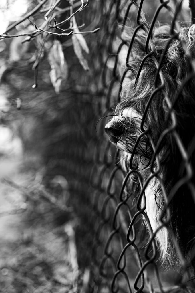 Hund streckt Nase durch einen Zaun, Hundefotografie